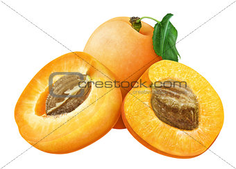 juicy apricot with leaf on white background , fruits