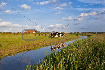 cattle on Dutch farmland