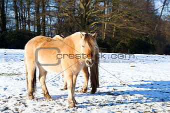 horse on winter pasture