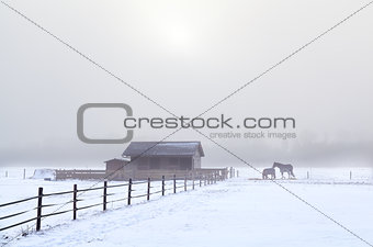 horse on winter pasture in misty day
