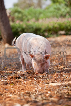 domestic pig mammal outdoor in summer 
