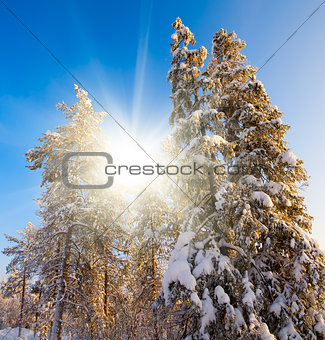 Winter in deep forest.