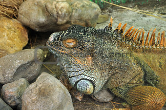 green iguana reptile