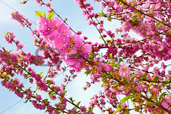 Sakura in springtime