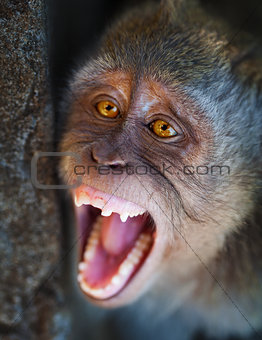 Portrait of aggressive monkey close up