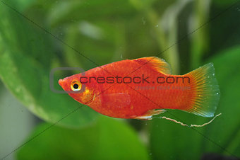 Portrait of a Red Platy