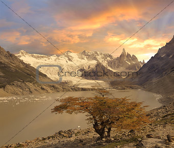 Small tree by laguna Torre and Cerro Torre mountain.