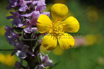 flowers: violet and yellow