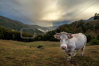 Cow and rainbow