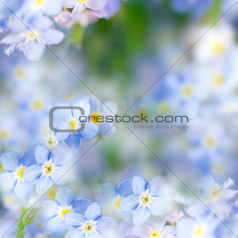 Fantasy Gentle Spring  Background / Blue Flowers Defocused