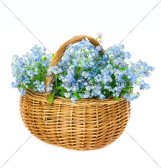 Bouquet of blue spring flowers in basket on white background