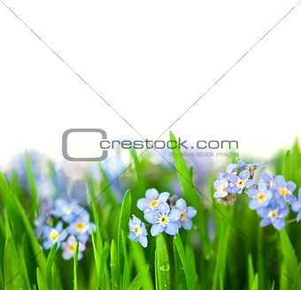 Small Blue Flowers into green Grass  / isolated on white backgro