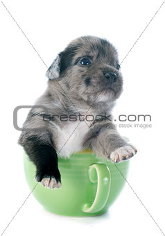 puppy chihuahua in tea cup