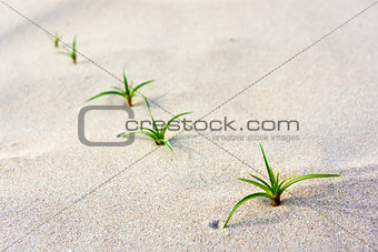Green seedling on beach