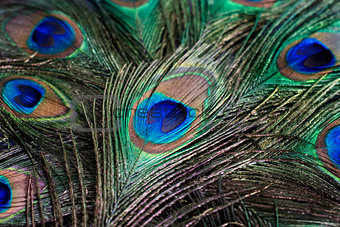 feather of a peacock