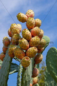 fresh tasty prickly pear on tree outside in summer