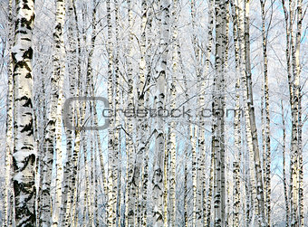 Winter trunks of birch trees 