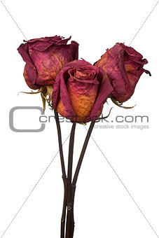 three dried roses on white