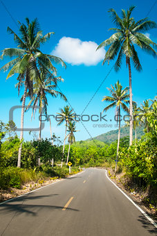Nice asphalt road with palm trees 