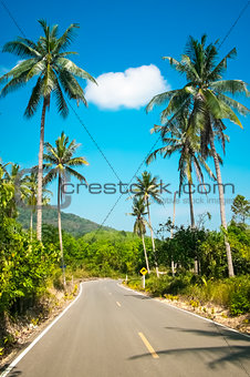 Nice asphalt road with palm trees 