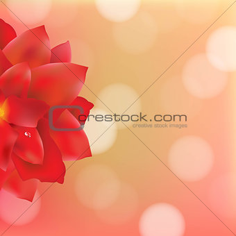 Red Flower With Water Drops Bokeh