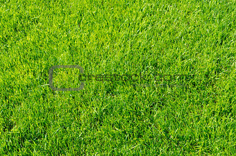 green grass as background
