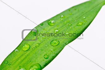 Water drops on Bamboo leaf
