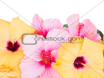 close up border of colorful hibiscus flowers