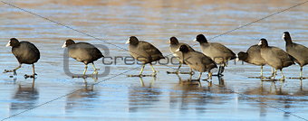 flock of coots walking on ice