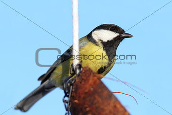 great tit on coconut feeder