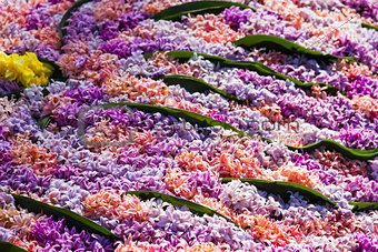 Background of Pink flowering hyacinths