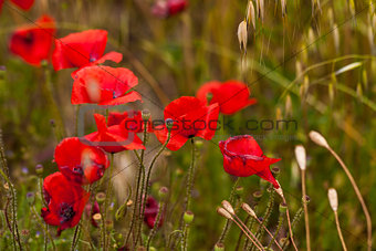 beautiful poppy field in red and green landscape 
