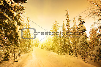 White road in deep winter forest