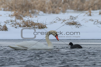 Whooper Swan and Eurasian coot  in winter