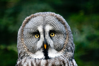 head of siberian gray owl