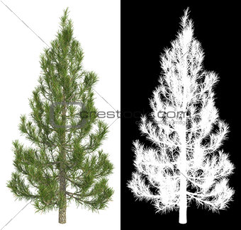 Fir-tree Isolated on White Background.