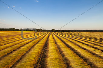 Flax fields in Normandy, France