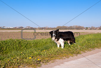 Border Collie dog in Dutch farmland