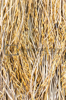 Dry paddy rice