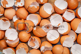 broken chicken eggshels