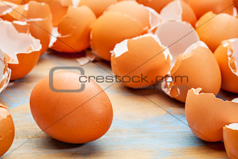 chicken egg and eggshels