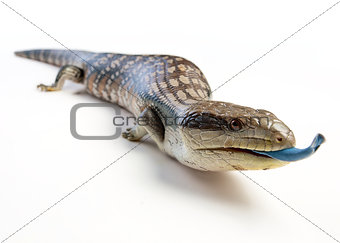 blue tongue lizard