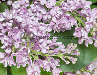 Lilac branch close up.