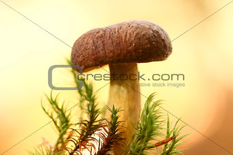 Mushroom