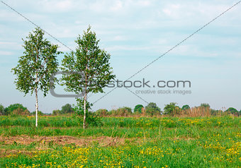 Two birch trees near the plow in village