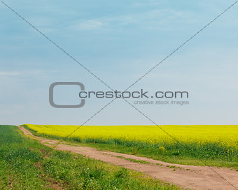 Sandy road among fields of flowering rapeseed