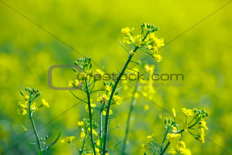 Blooming rape in the field in spring