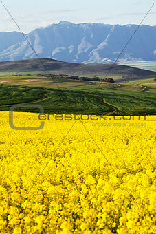 Agricultural farmland overlooking snow capped mountain range