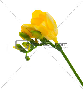 yellow twig of  freesias flowers