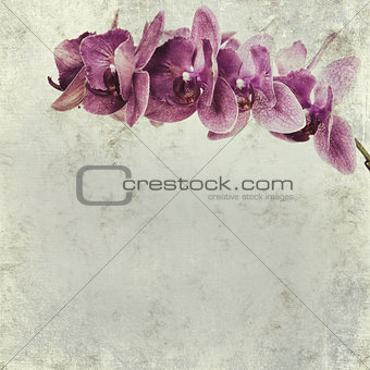 textured old paper background with magenta phalaenopsis orchid